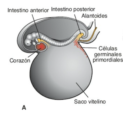 Las células germinales primordiales surgen del epiblasto, migran por la